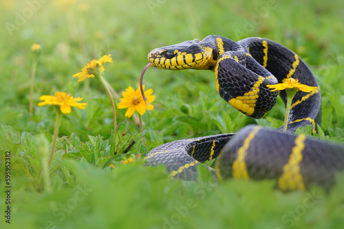 Boiga dendrophila snake in the grass ready to strike, Indonesia photo