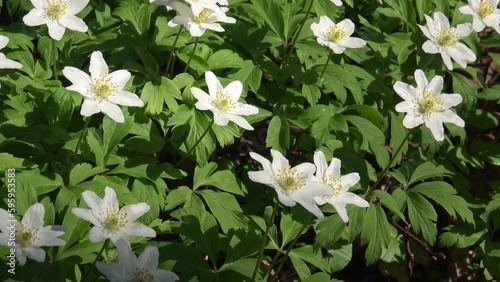 Close-up of white wood anemone flowers blooming in the springtime. © kardaska