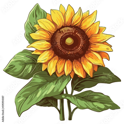 Yellow sunflower petals in summer meadow