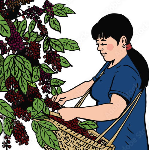 Cartoon female farmer collecting coffee beans in mountain coffee plantation