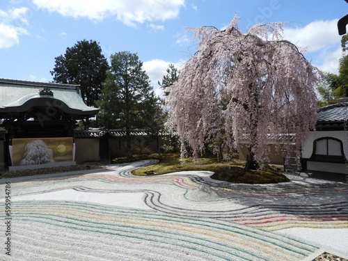 日本庭園と枝垂桜