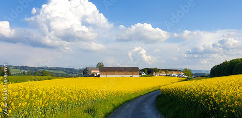 panoramic view of a yellow colza field with barn in the background © Myroslava