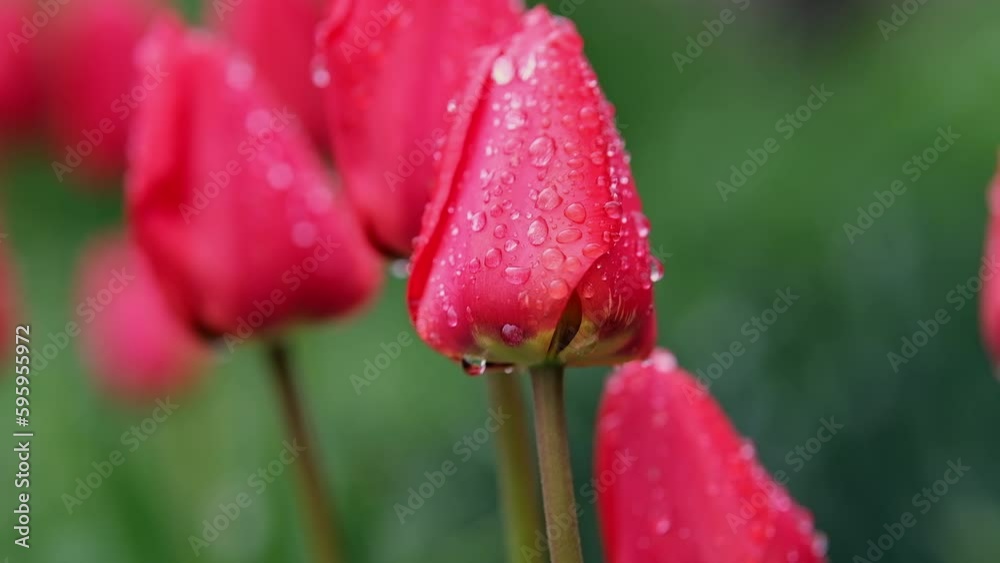 Red tulips close-up with dew. Taken handheld with slight shaking. Red tulips close-up with dew. Taken handheld with slight shaking.