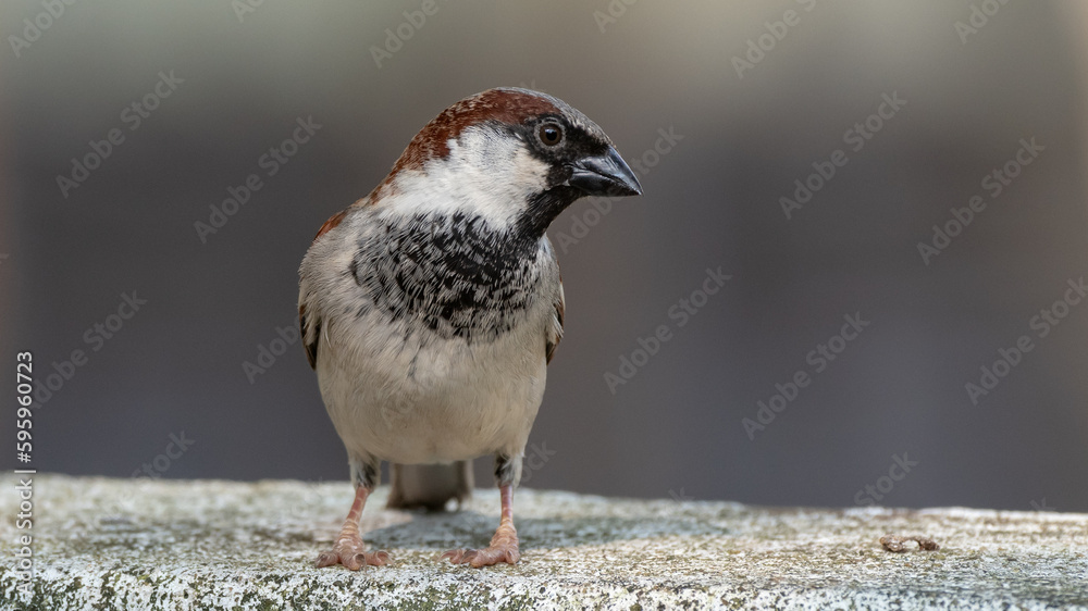 Fototapeta premium sparrow on the ground