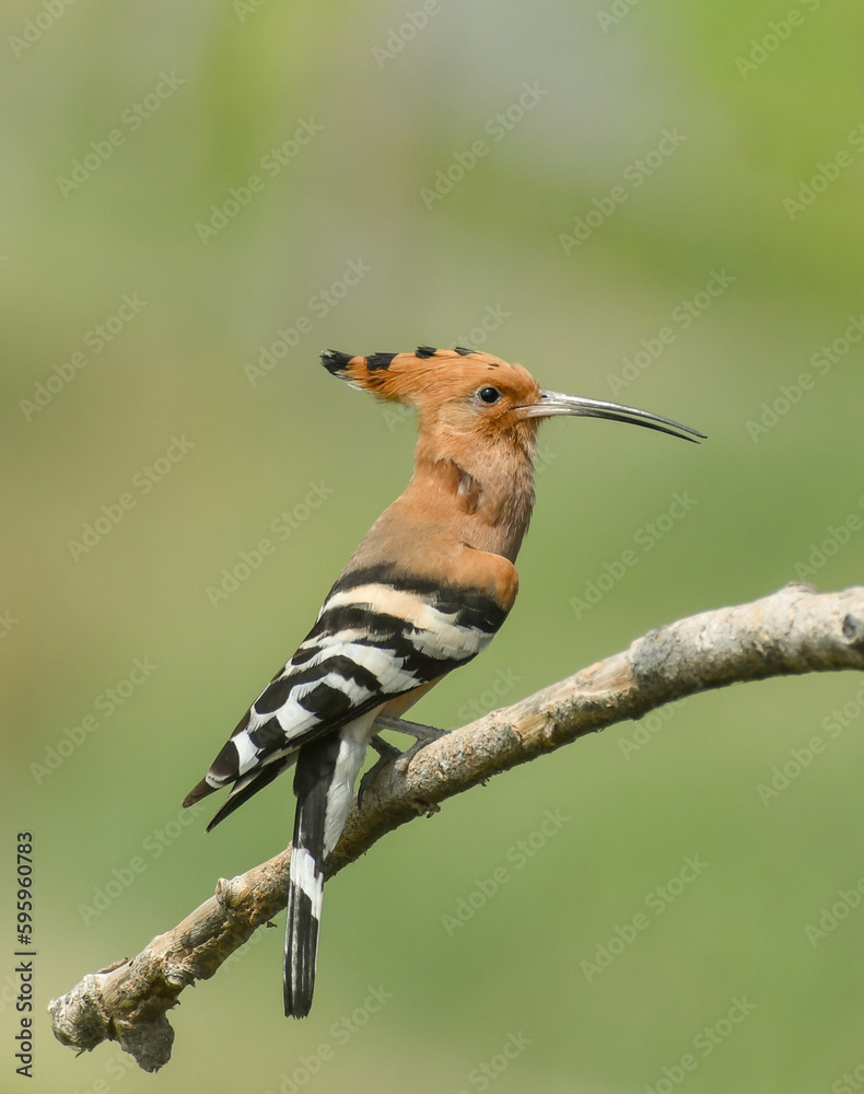 Eurasian Hoopoe Eurasian Hoopoe