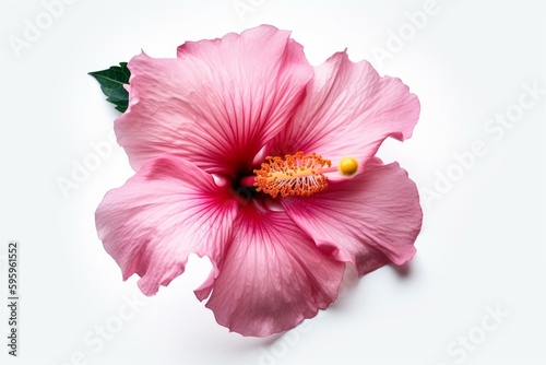 White background showcasing a pink hibiscus flower. Generative AI