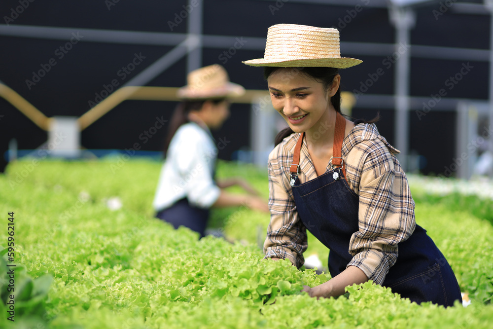 Female farmer working in a hydroponics greenhouse. Happy young woman planting and harvesting vegetables.