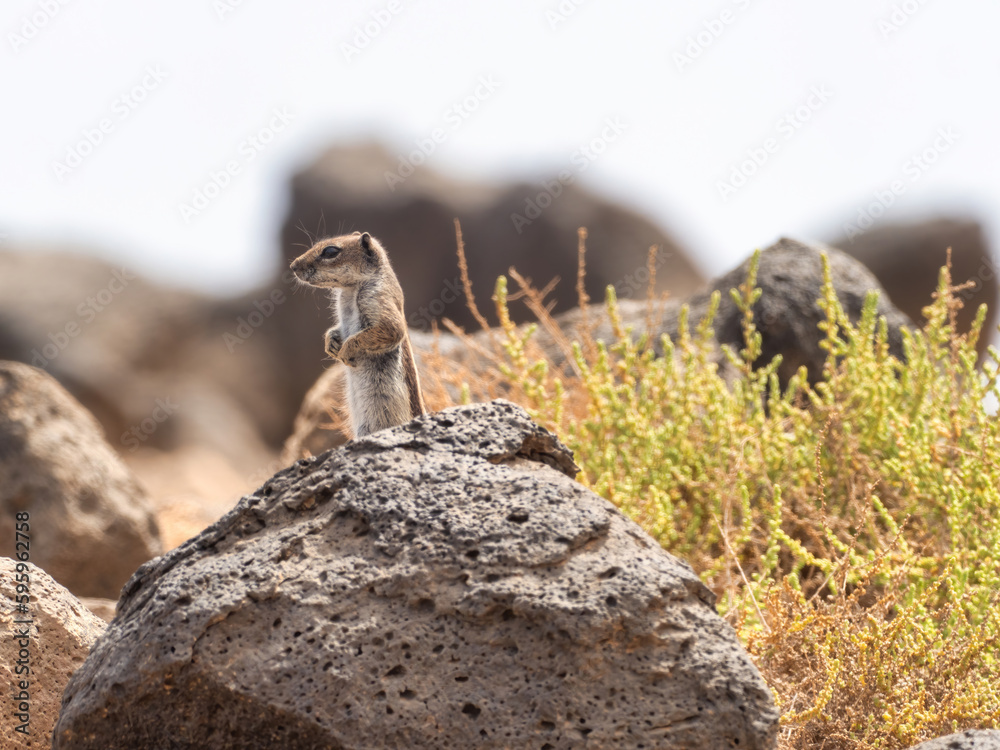 La Oliva, Spain - June 18, 2022: Esquinzo Beach. A Barbary ground squirrel stands upright, peeking from the surrounding stones and vegetation.