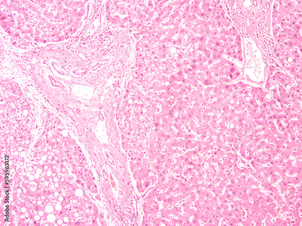 picture of histology human tissue with a microscope from the laboratory (not Illustration Designation)