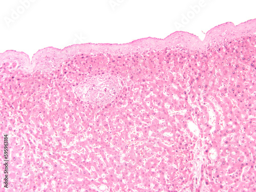 picture of histology human tissue with a microscope from the laboratory (not Illustration Designation)