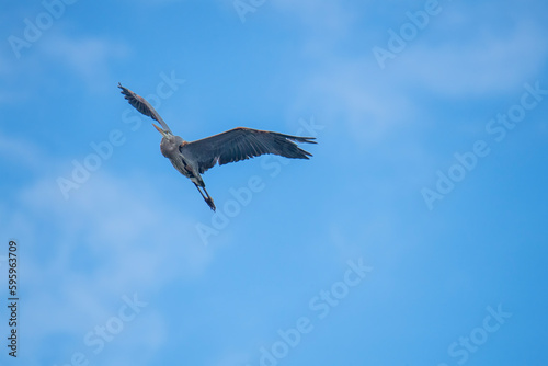 Blue heron soars on a bright blue sky