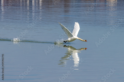 Imposanter Schwan im Tiefflug über den Bodensee