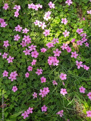 Flores de campo