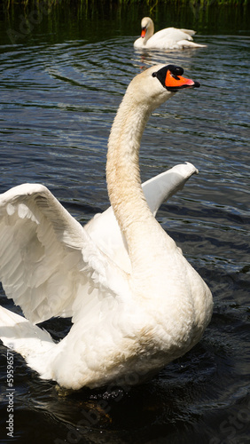 Fototapeta Naklejka Na Ścianę i Meble -  Swans on the lake