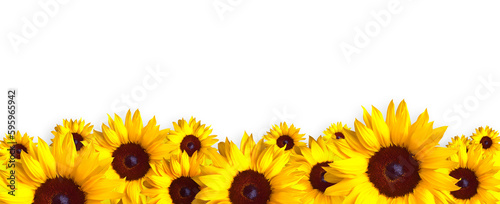 sonnenblumen photo