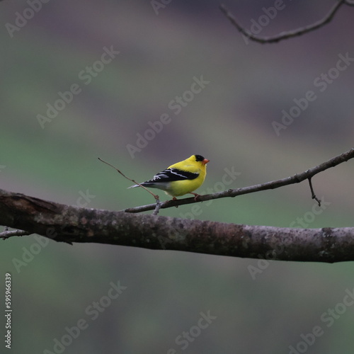 American Goldfinch © Amanda