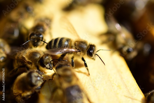 Honigbiene, Apis mellifera, im Bienenstock für Honiggewinnung