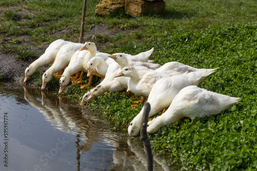 A group of white young ducks are drinking from a lake.