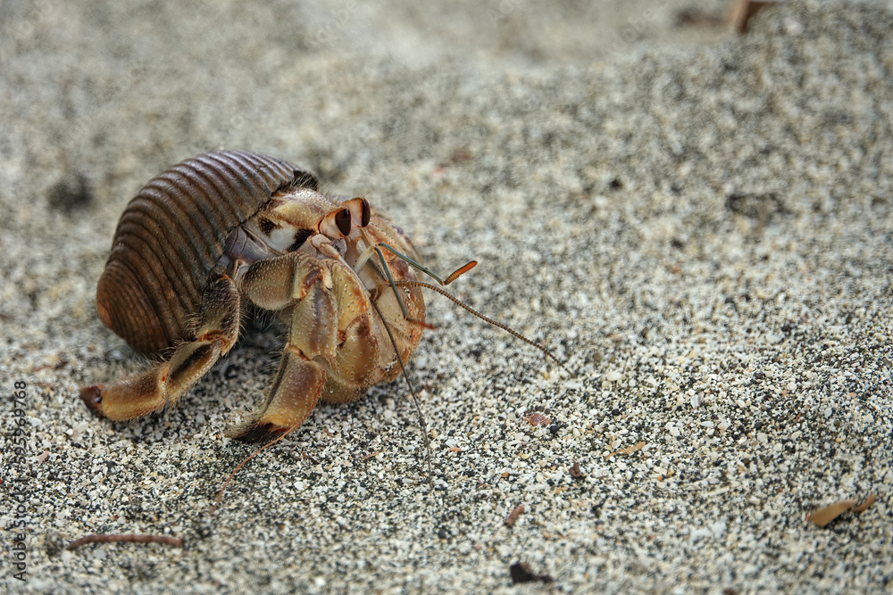 Ecuadorian hermit crab on sand in costa rica
