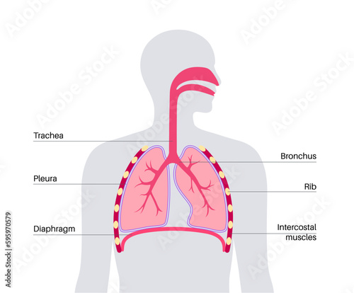 Respiratory system anatomy