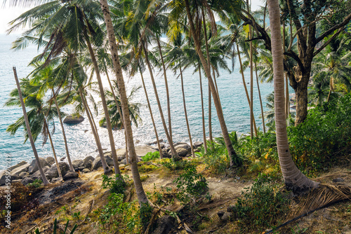 Tropical island coconut and palm trees by the sea on the island