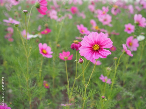 Mexican Daisy or Pink beautiful cosmos. Scientific name  Cosmos bipinnatus Cav.   Have light pink  pink purple  pinkish white has fragile petals of various colors that bloom in bloom in autumn 