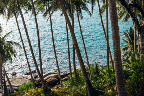 Tropical island coconut and palm trees by the sea on the island