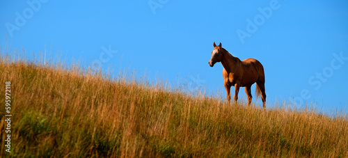 Horses Grazing on Hillside with Blue Sky and Clouds