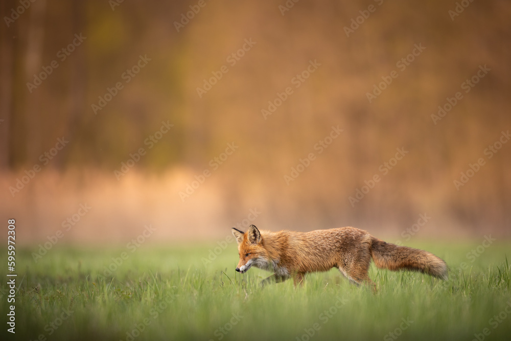 Fox Vulpes vulpes in spring scenery, Poland Europe, animal walking among spring meadow