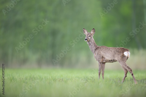 female roe deer Capreolus capreolus Majestic roe deer, capreolus capreolus, approaching on green meadow in spring. Male mammal with orange fur walking through grass