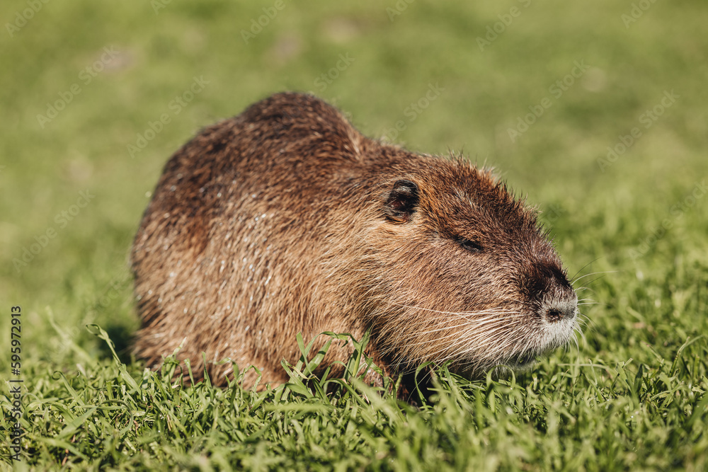 Portrait of a cute domestic beaver on the grass Portrait of a cute domestic beaver on the grass