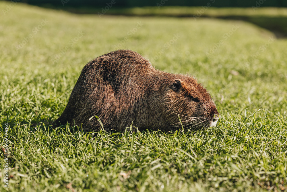Fototapeta premium Portrait of a cute domestic beaver on the grass
