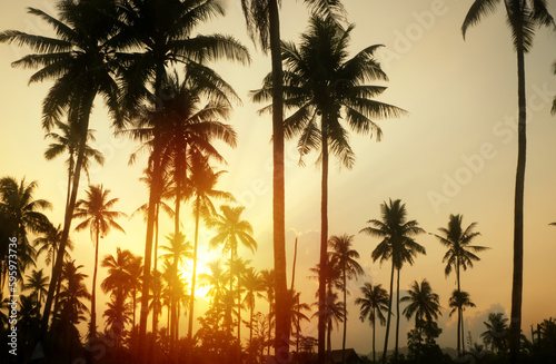 Silhouette of tall coconut trees with bright orange glow as sunrise or sunset background.