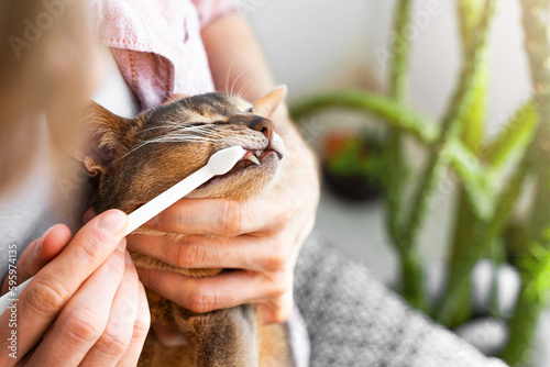 Photography Caucasian white Man in a pink shirt brushing Teeth with a white brush a cute blue Abyssinian cat at home