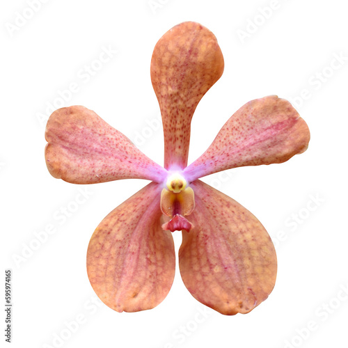 Orange orchid flower with red dots isolated on transparent background