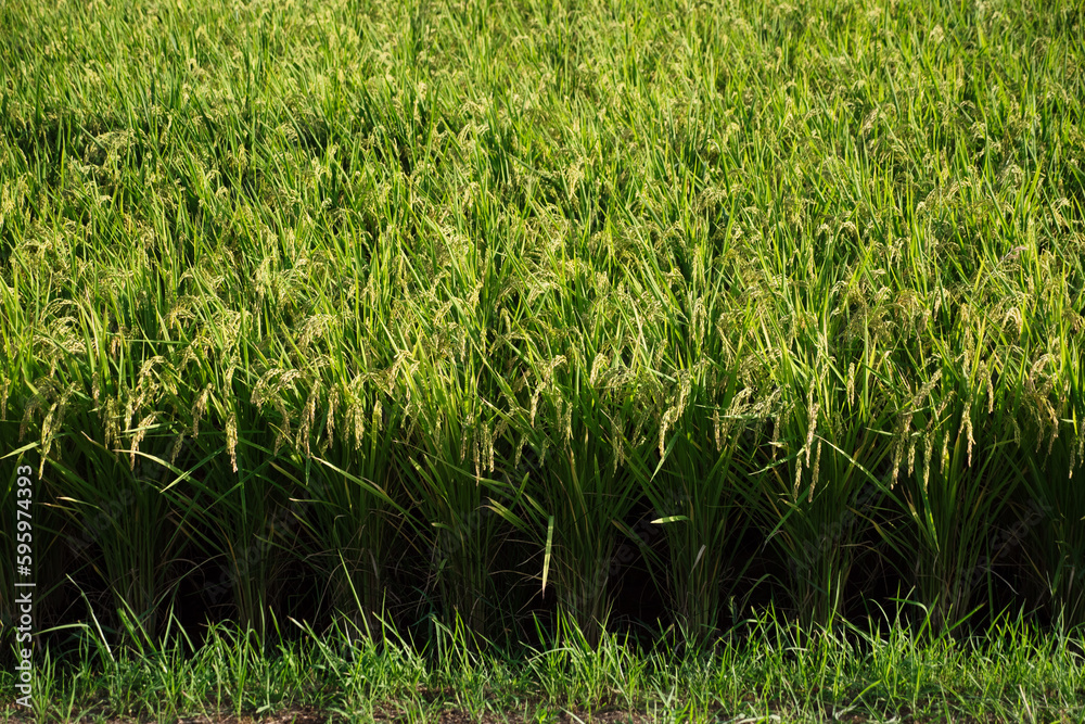 Obraz premium 実った稲