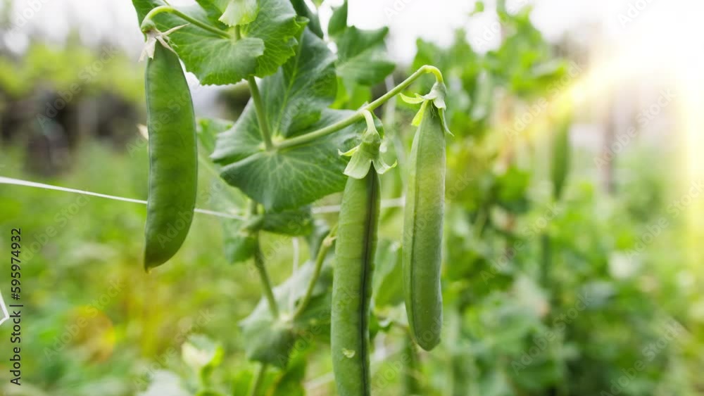 Pea pods grow in spring farm