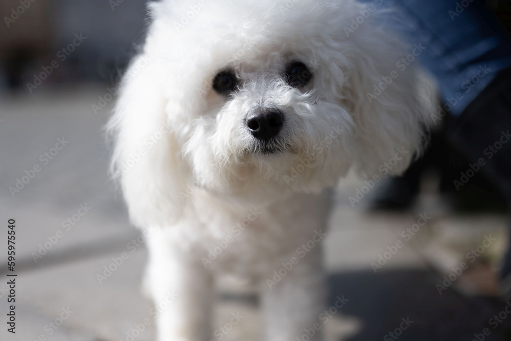 A Bichon Frisé is a small breed of dog of the bichon type