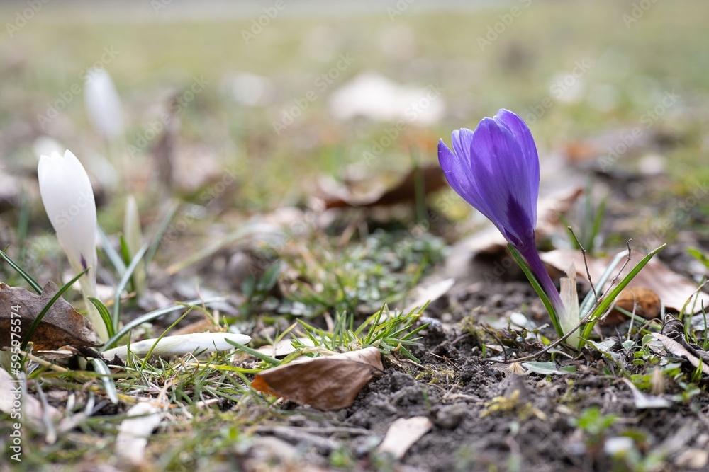 Poster spring crocus, giant crocus vernus species in Family Iridaceae ...