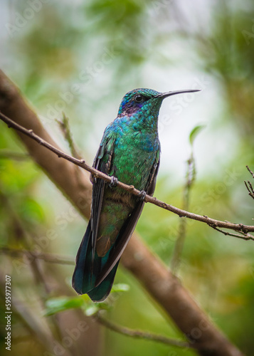 thalassinus  hummingbird green emerald © David Gallo