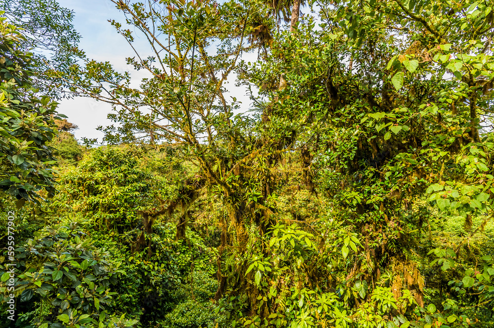 Fototapeta premium A view of the higher levels of the jungle canopy from a suspended bridge in the cloud rain forest in Monteverde, Costa Rica in the dry season.