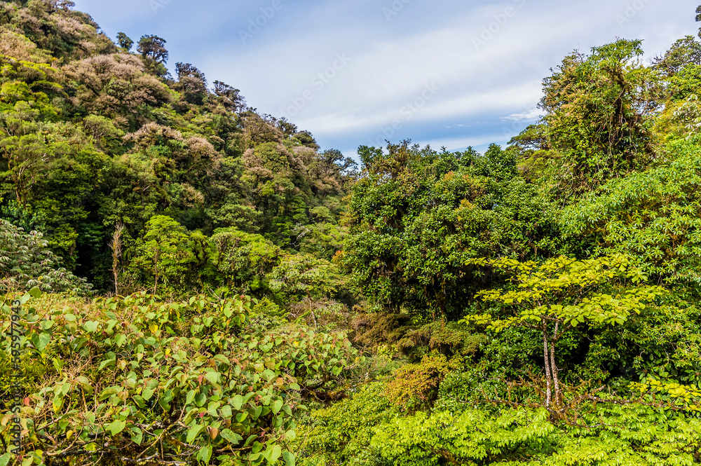 A view of the dense forest canopy from a hanging bridge in the cloud rain forest in Monteverde, Costa Rica in the dry season.