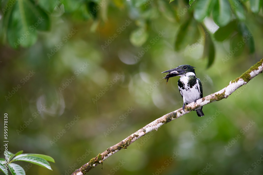 Obraz premium Amazon Kingfisher about to dive in river to catch fish