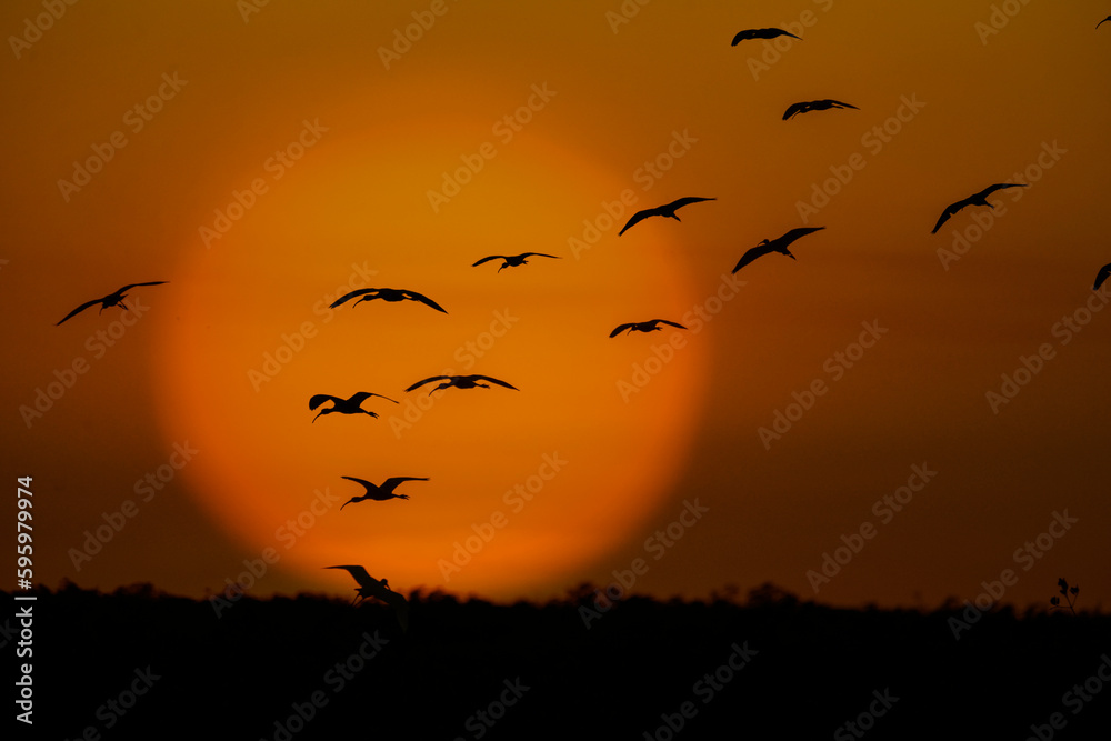 Fototapeta premium Florida wading birds coming in the roost as the sun sets
