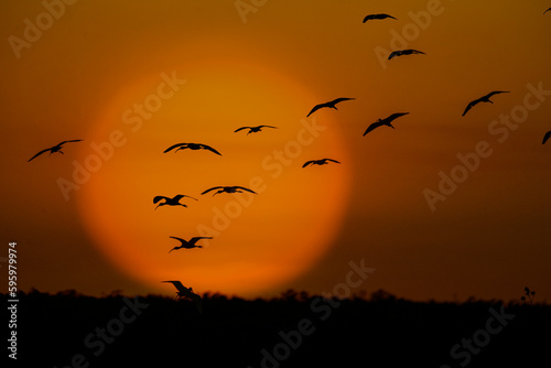 Florida wading birds coming in the roost as the sun sets
