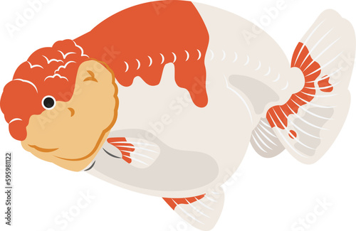 Ranchu Goldfish illustration.