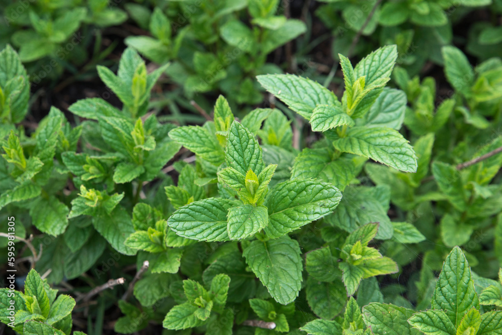 Close up of a mint bush. Green leaves Close up of a mint bush. Green leaves