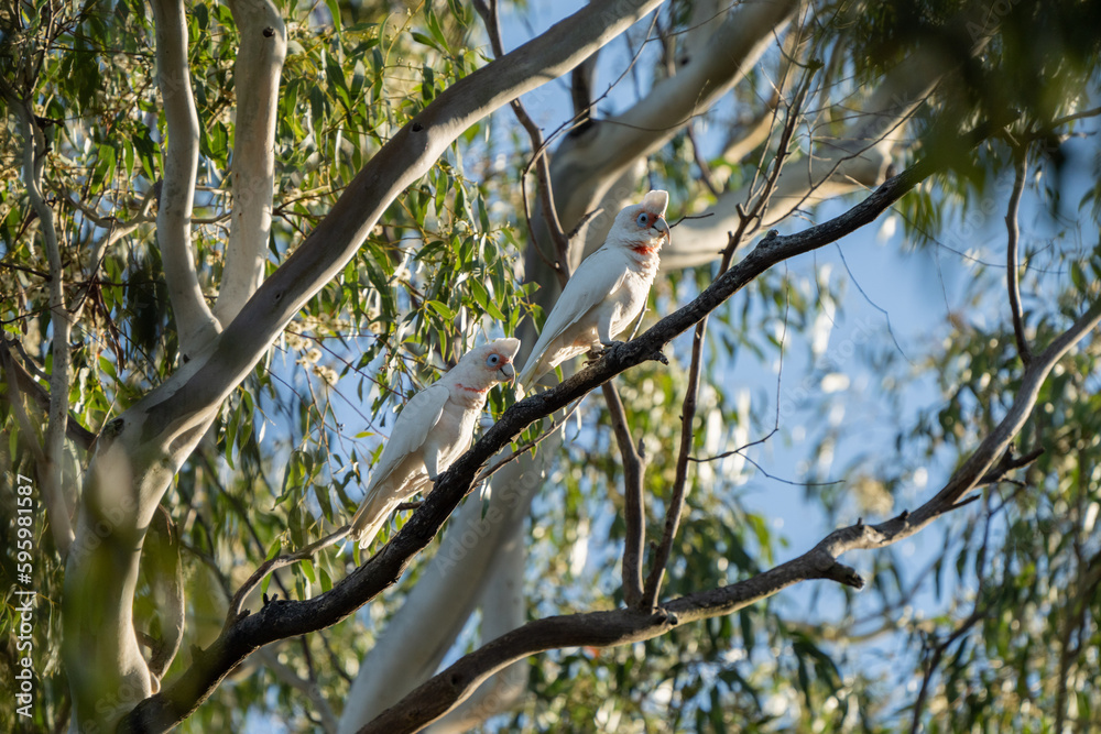 cockatoo and corella sitting on a branch in a gum tree in the bush in australia cockatoo and corella sitting on a branch in a gum tree in the bush in australia