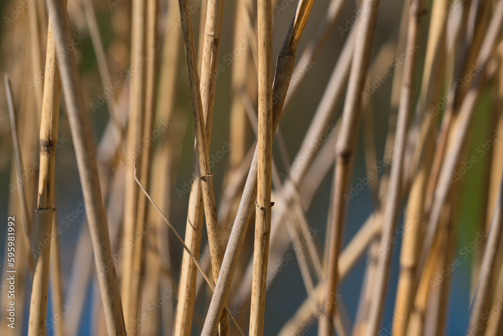 close-up view on brown reed stems, background photo close-up view on brown reed stems, background photo