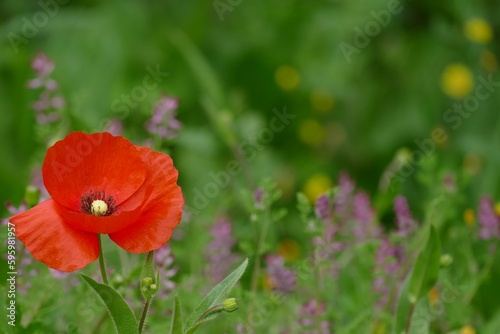 Red poppy flower in the meadow green background